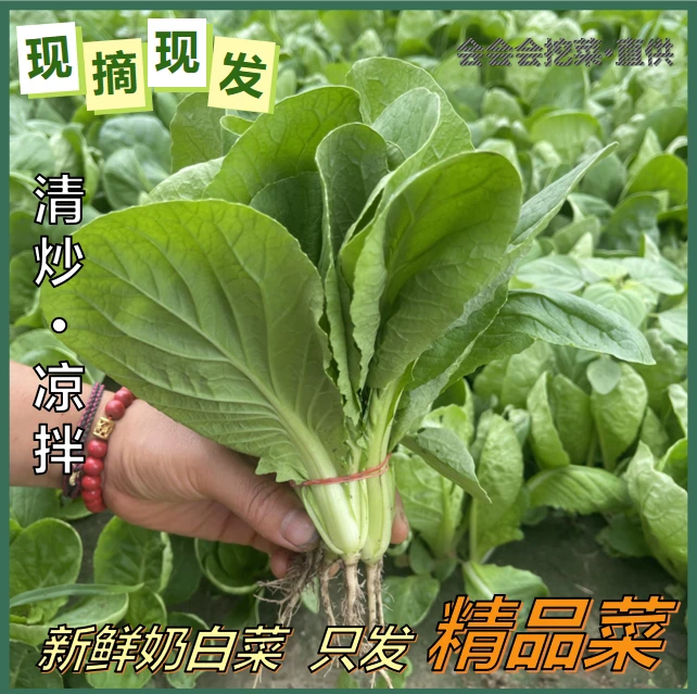 【会会现挖】应季奶油小白菜 清炒下面煮火锅 不加水发货