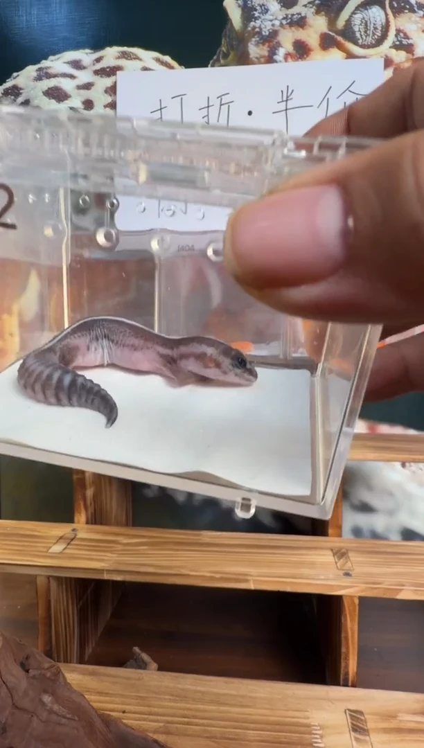 豹纹守宫肥尾守宫