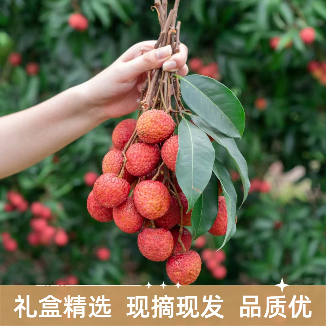 【礼盒】现摘现发红荔枝白糖罂荔枝茂名高州原产地妃子笑桂味荔枝