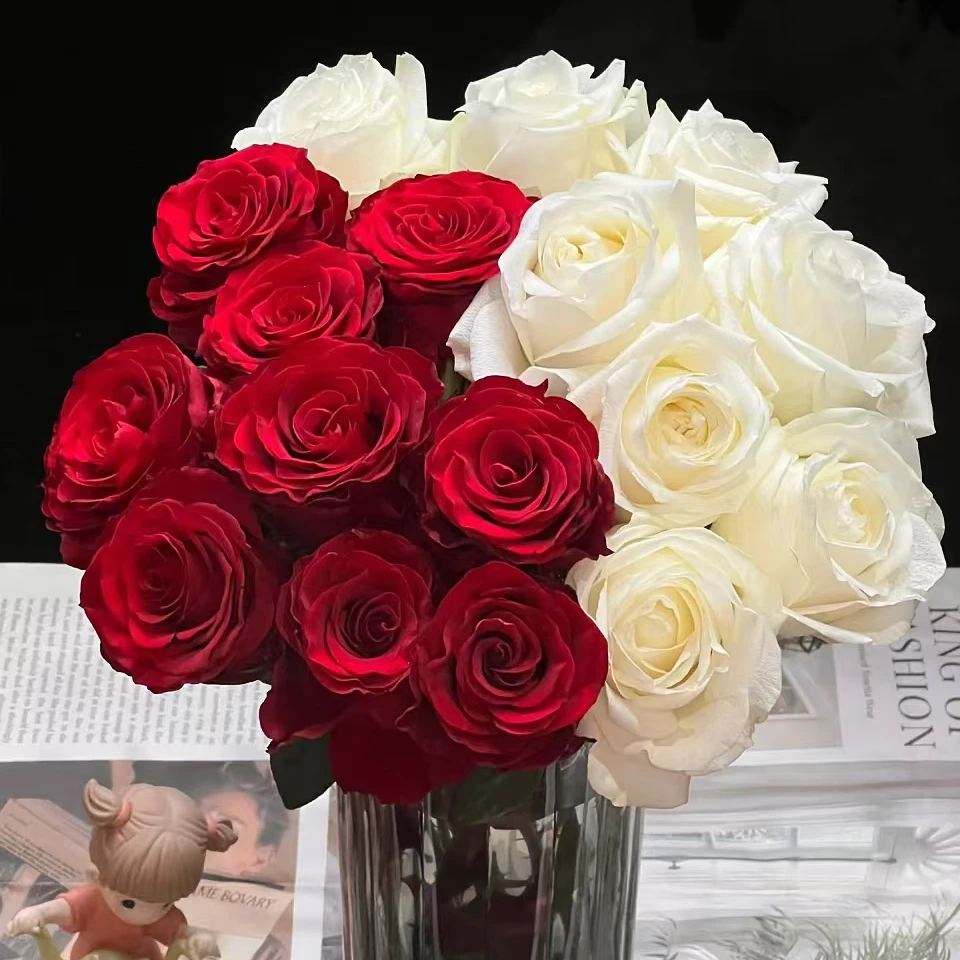 【白月光朱砂痣】 北方玫瑰 山东产地直发