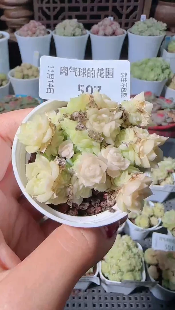 1114-507群生不包整