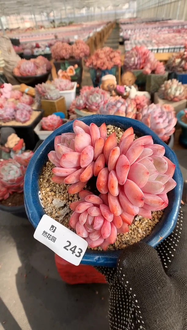 【闪购商品】243雪天使一物一拍