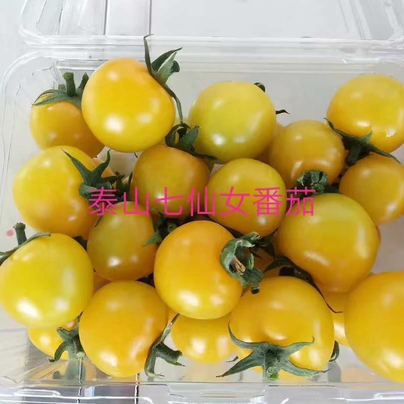 泰山七仙女番茄--黄色 口感香甜 有很独特的清香味 不酸