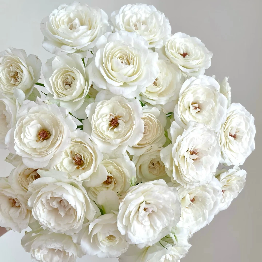 【云舍花卉】【白仙子之吻】多头玫瑰全场任意满两单及以上鲜花包邮