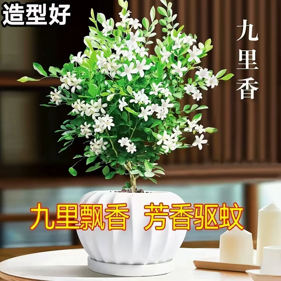 精品九里香香九里浓香型花卉绿植花期长好看好养驱蚊虫净化空气