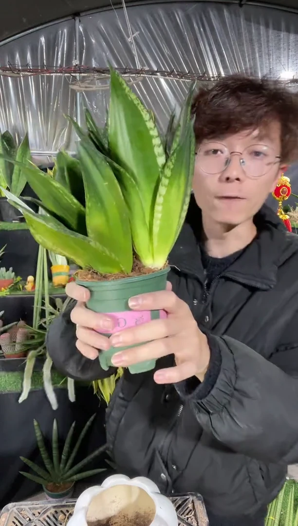 【闪购商品】雪花兰带盆土9.9