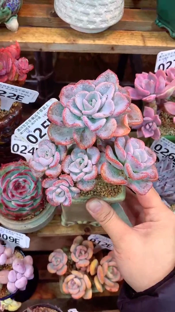 025E（一物一拍实付满28发货，默认不带盆土）