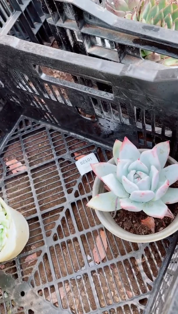 忠*10127多肉植物一物一拍