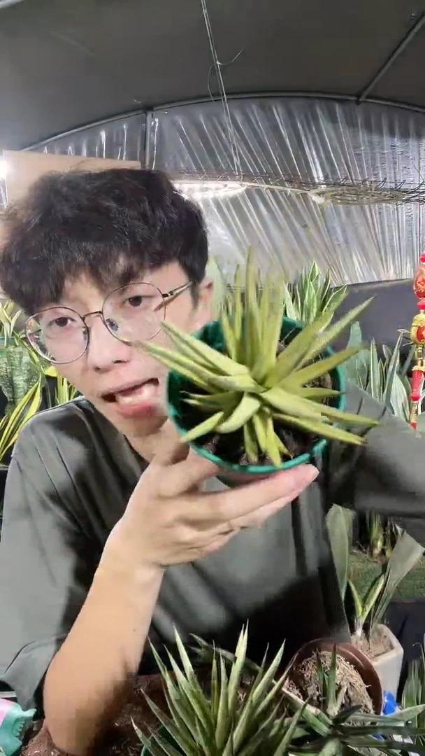 10厘米盆狐狸尾锦29.8