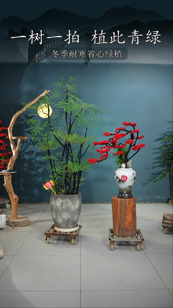 无花朵雪*火焰南天竹