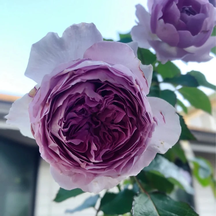 丽拉 中苗 四季开花浓香月季