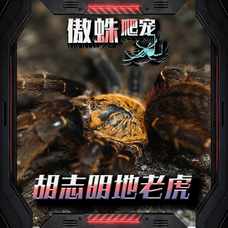 傲蛛-高端收藏品种胡志明地老虎越南西稀有品种宠物蜘蛛打洞胆小
