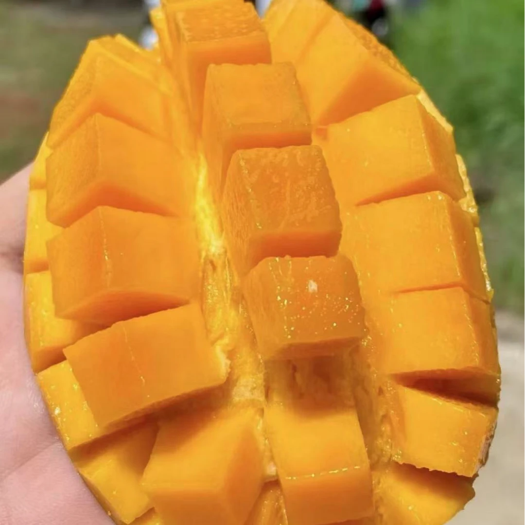 大凉山特色椰香芒果新鲜采摘应季鲜果爆甜多汁