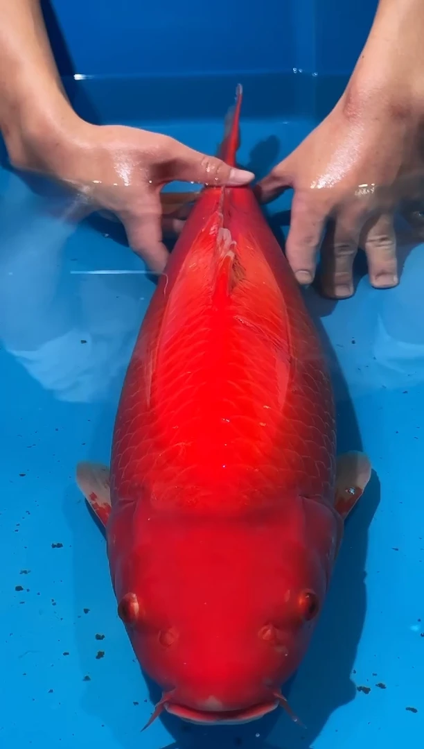 锦鲤佛山金隆锦鲤直播专用闪购链接，不支持7天无理由退货退款