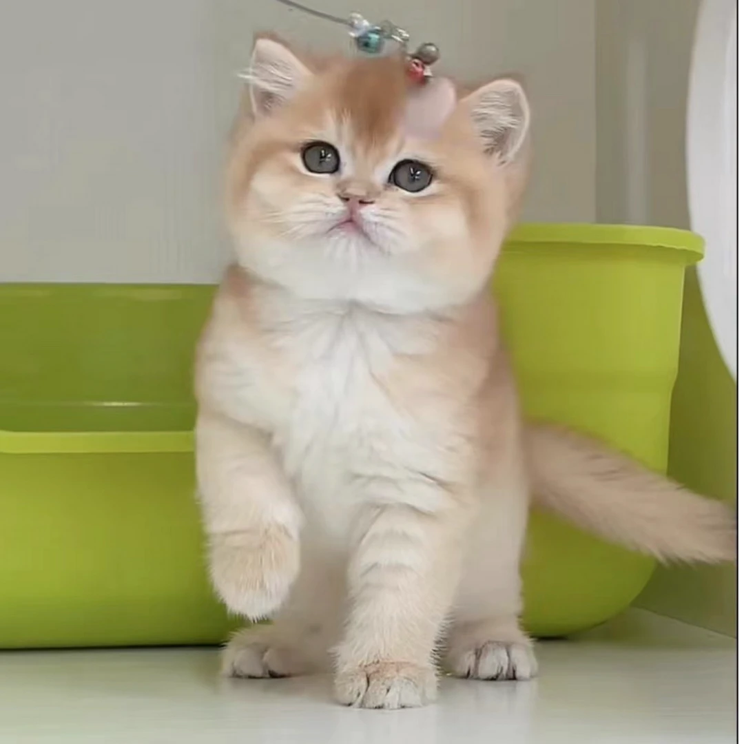 【名人猫舍】宠物活体猫咪链接