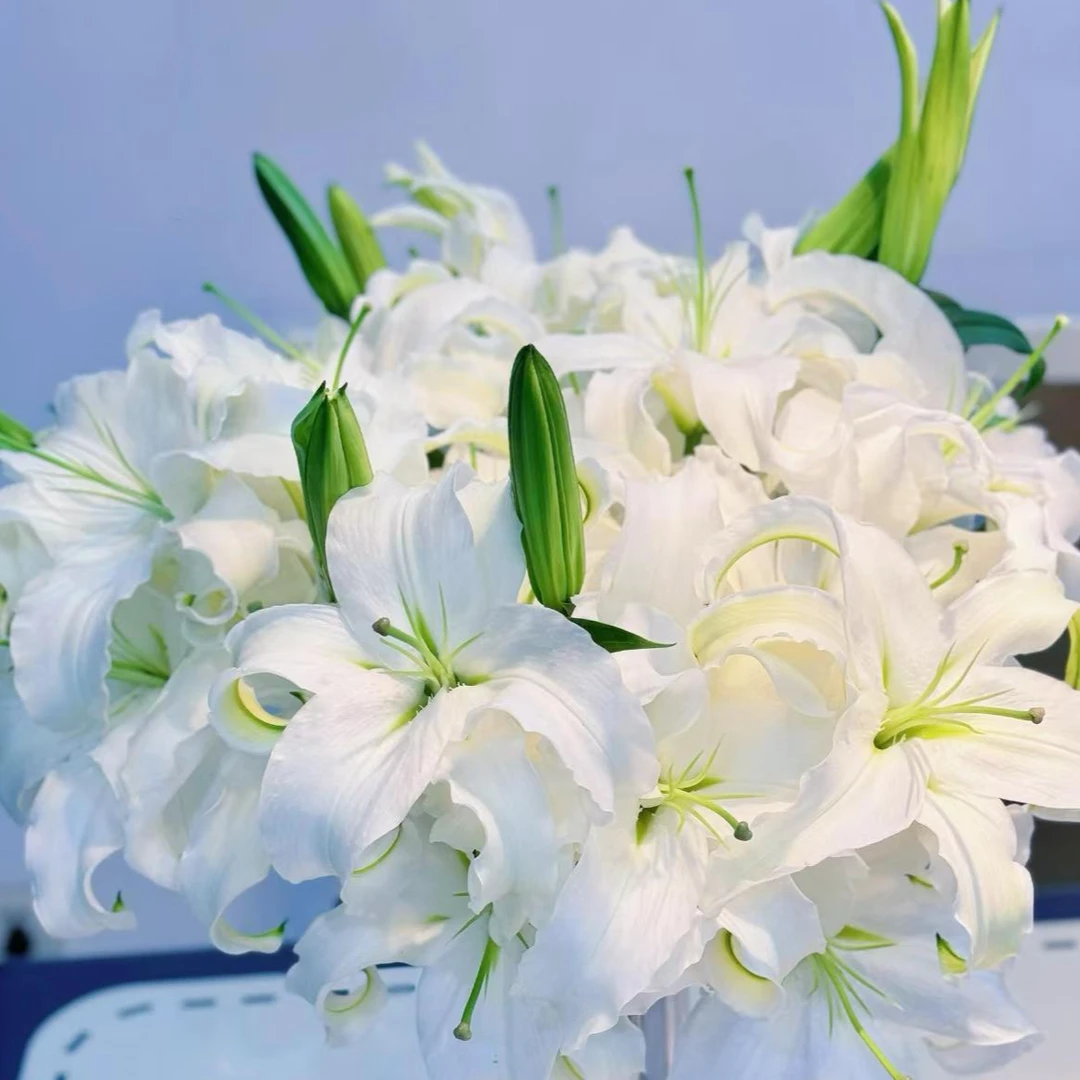 【白百合香水百合】【雪姐专属】两单送配叶三单送绣球家用鲜花