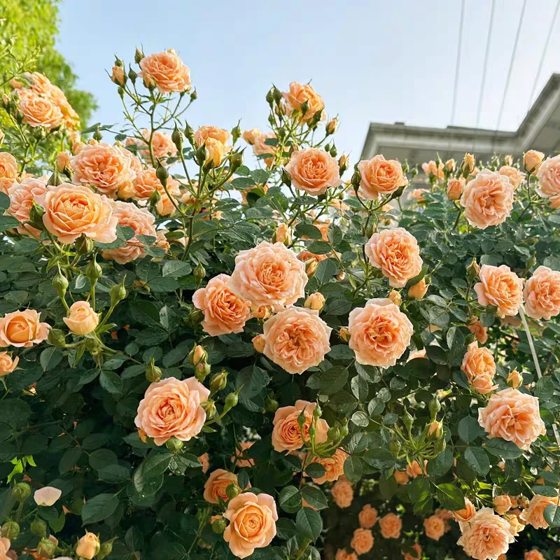 甜梦藤本月季花大苗四季橙黄色小花阳台露台爬藤花卉植物庭院蔷薇