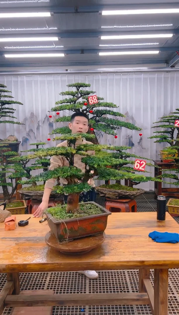 【闪购商品】紫砂精品盆景直播间一物一拍