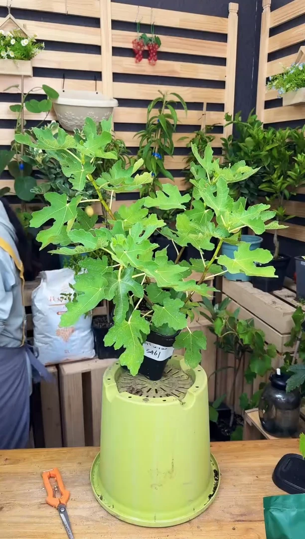 ?****?一物一拍 金傲芬 2.8L GSJ133