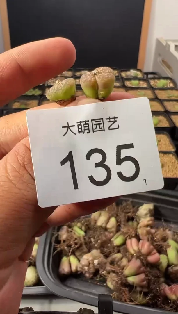一物一拍         135