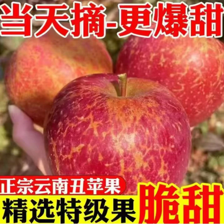 【云南小甜心苹果】2025年新苹果云南昭通小甜心新鲜现摘脆甜多汁 y