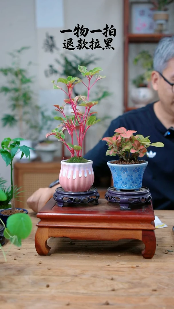 完全开放若*钱多多+网纹草582