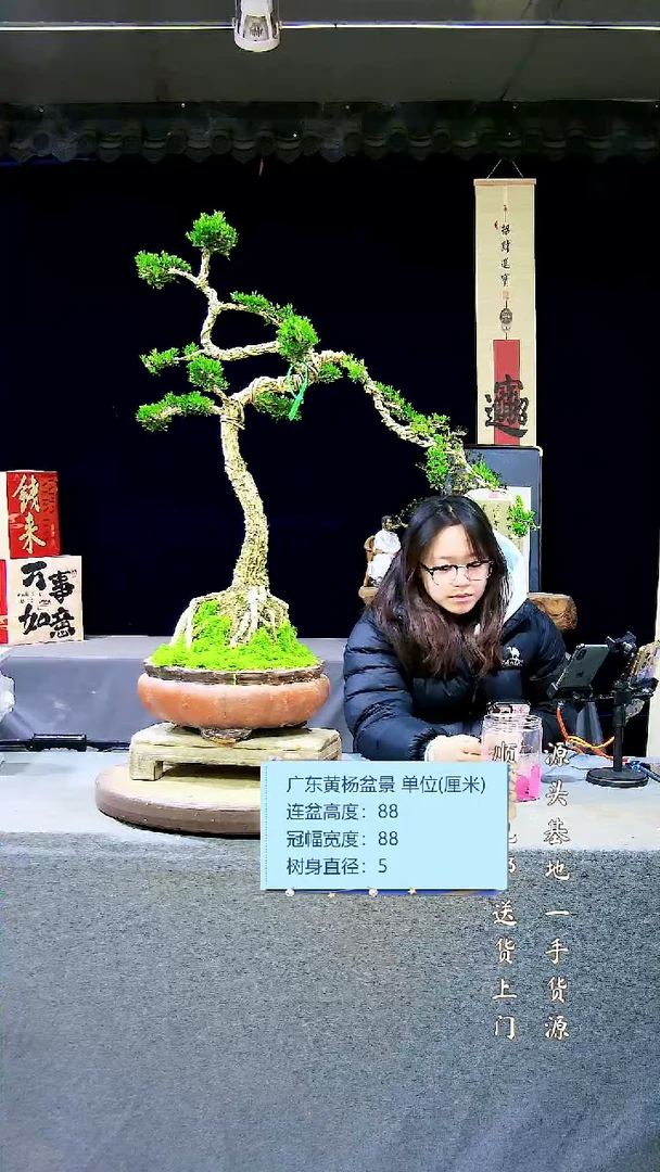 【闪购商品】黄杨盆景黄杨盆景