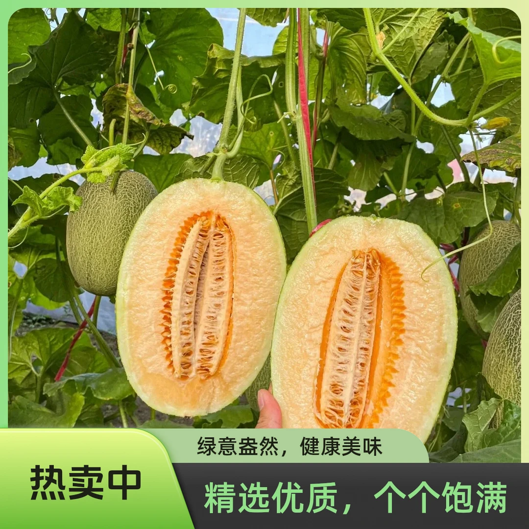 海南哈密瓜3斤/个 ±0.4斤海南省