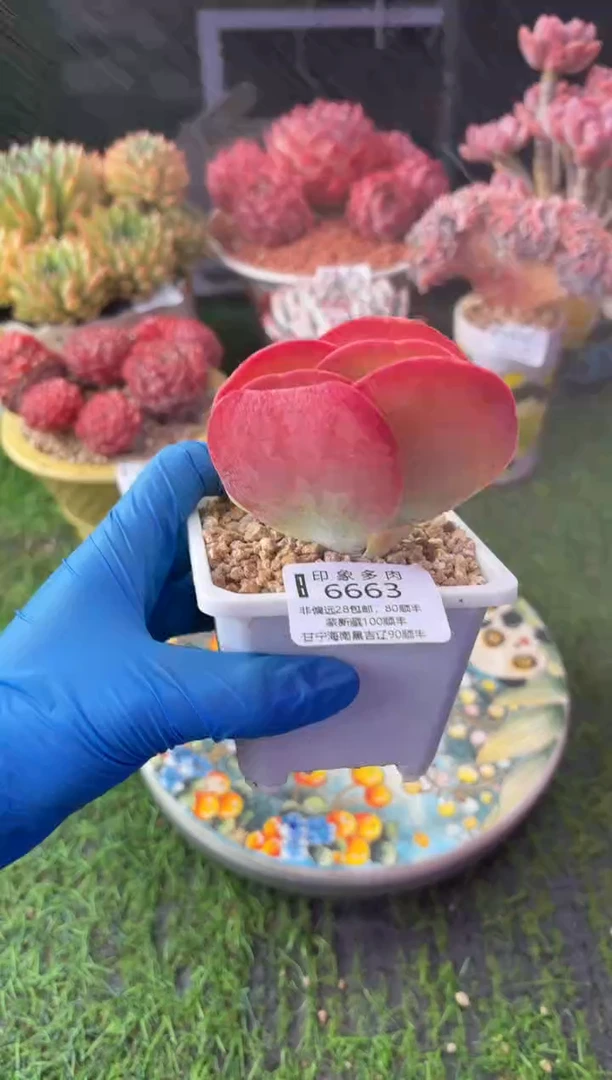 昆明印象多肉6663