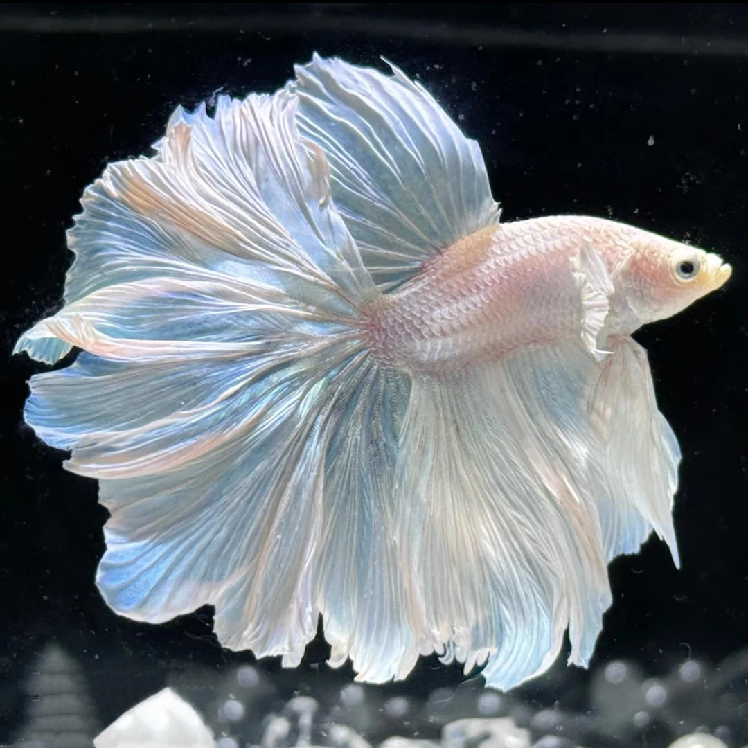 A18(409-432)精品泰国斗鱼小型热带高颜值观赏鱼