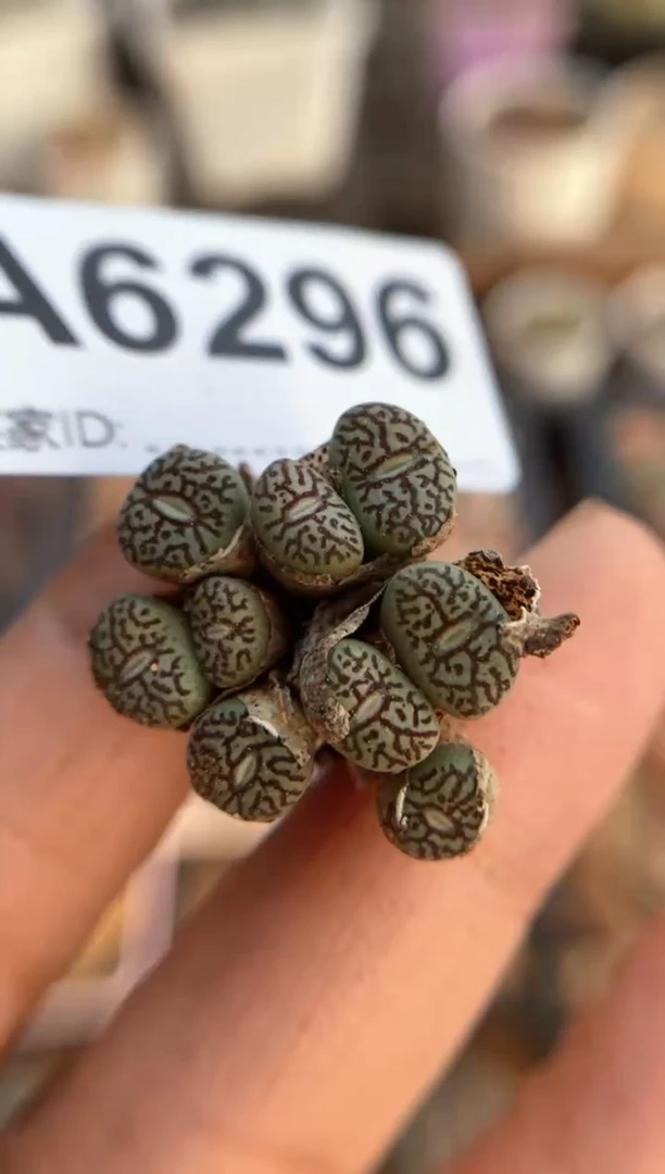 【闪购商品】6296直播一物一拍