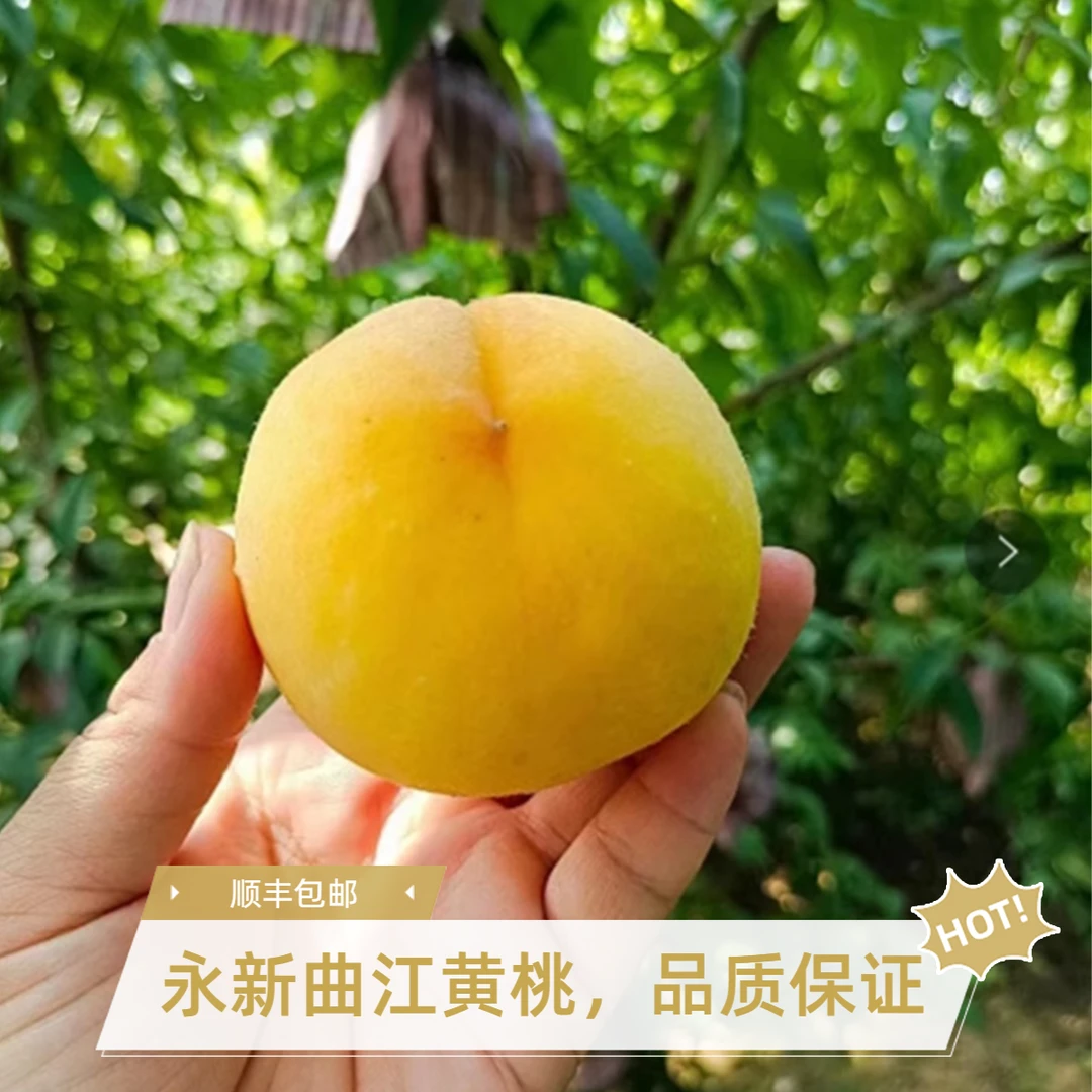 【老百姓黄桃】现摘锦绣黄桃10斤一箱红心大个饱满新鲜采摘果园直发