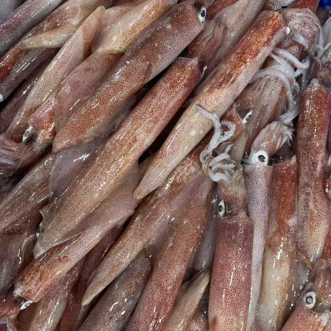 钓火箭管 鱿鱼 厦门海鲜配送 顺丰快递 厦门发货 现称