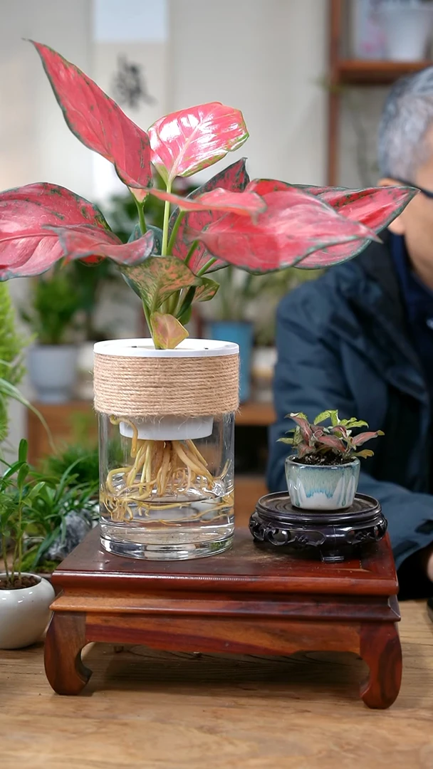 完全开放用****6吉利红+网纹草698