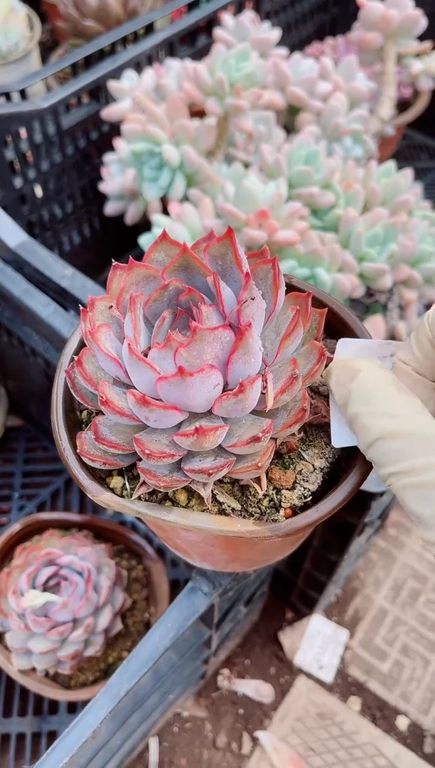 15367多肉植物一物一拍