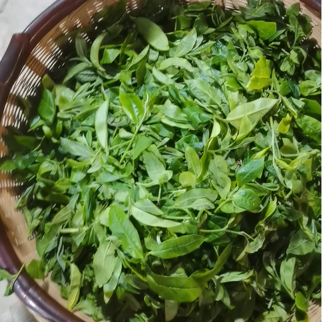 【元鸿】坝卡100g生茶饼 元鸿茶叶合作社源头厂家 云南普洱茶