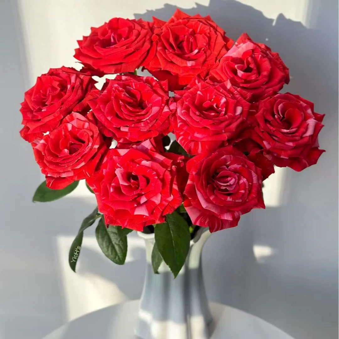 【一品花集】【野猫】单头玫瑰10支