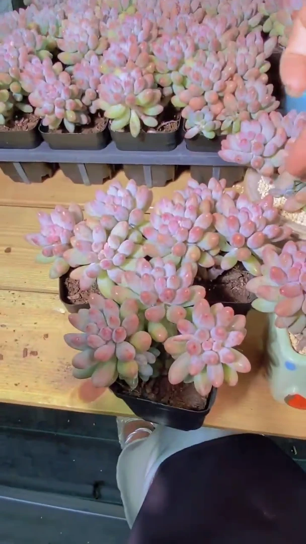 A838-W婴儿手指福利3颗（量拍）