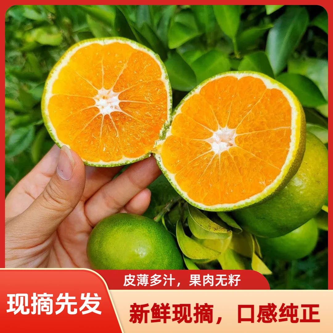四川蜜桔新鲜水果5斤青皮蜜橘皮薄多汁应季早熟橘子无籽桔子包邮