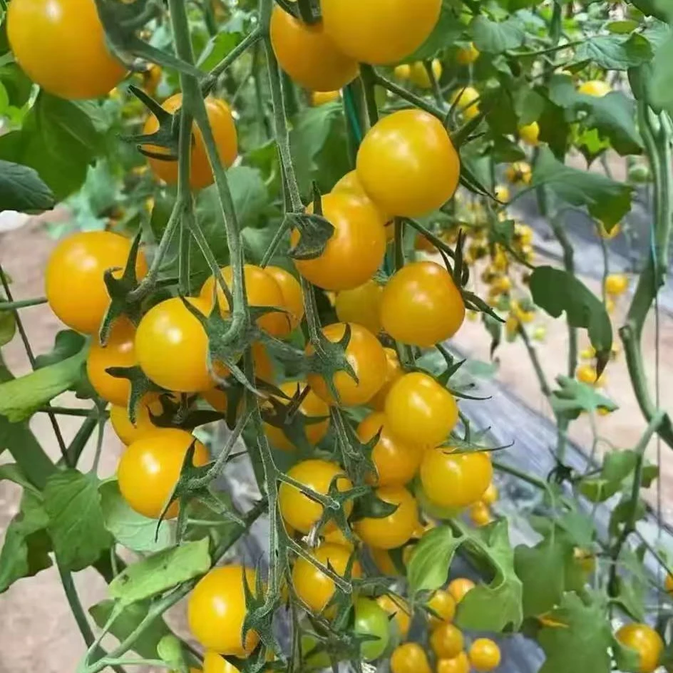 黄姑娘嘎嘎甜 5斤