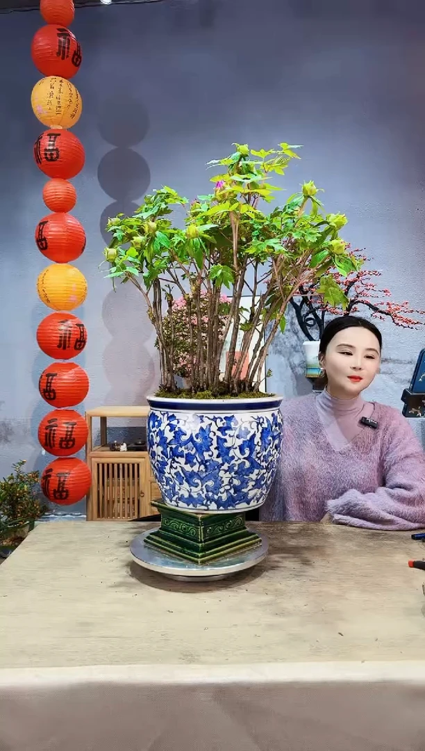 【闪购商品】盆景牡丹 洛阳红