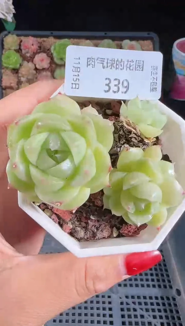 1115-339群生不包整