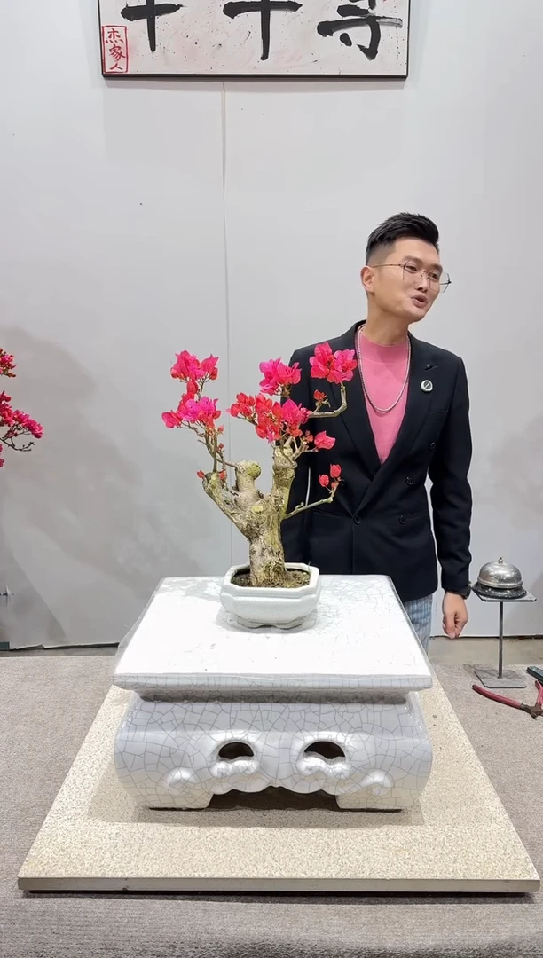 完全开放中国红三角梅