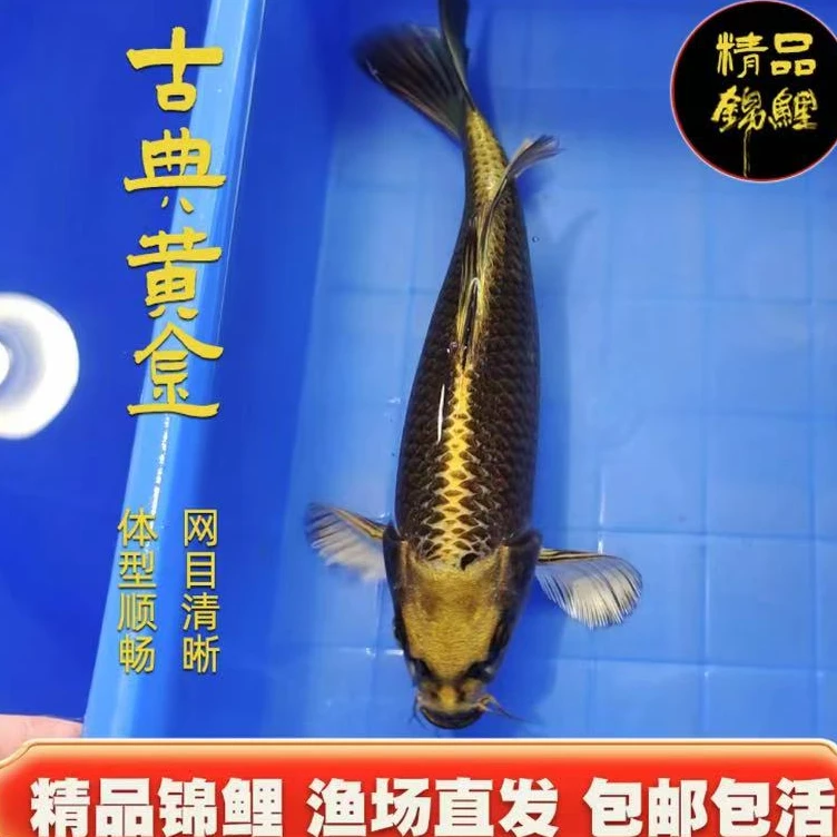 观赏鱼冷水淡水鱼高档古典金熊猫黄金纯种锦鲤招财古铜色锦鲤鱼
