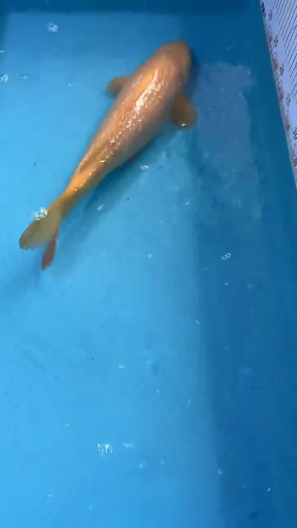 锦鲤太饱东风锦鲤36cm-45cm不包邮到付 包损