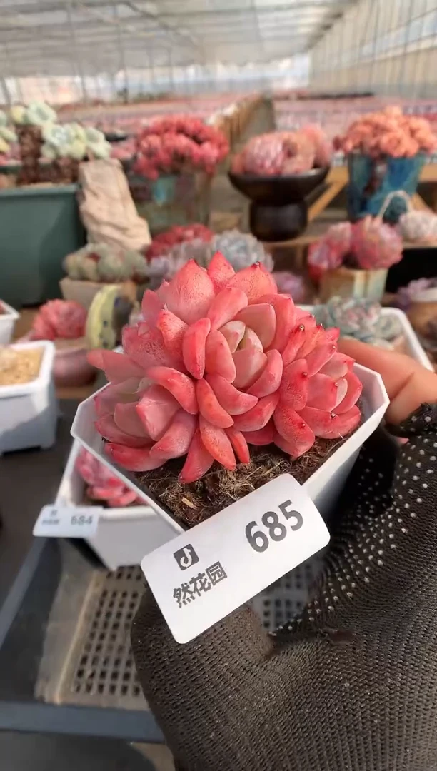 【闪购商品】685糖心群一物一拍