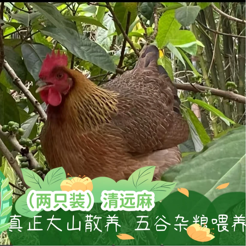 《两只装》大山散养180天母鸡，拍一发二。