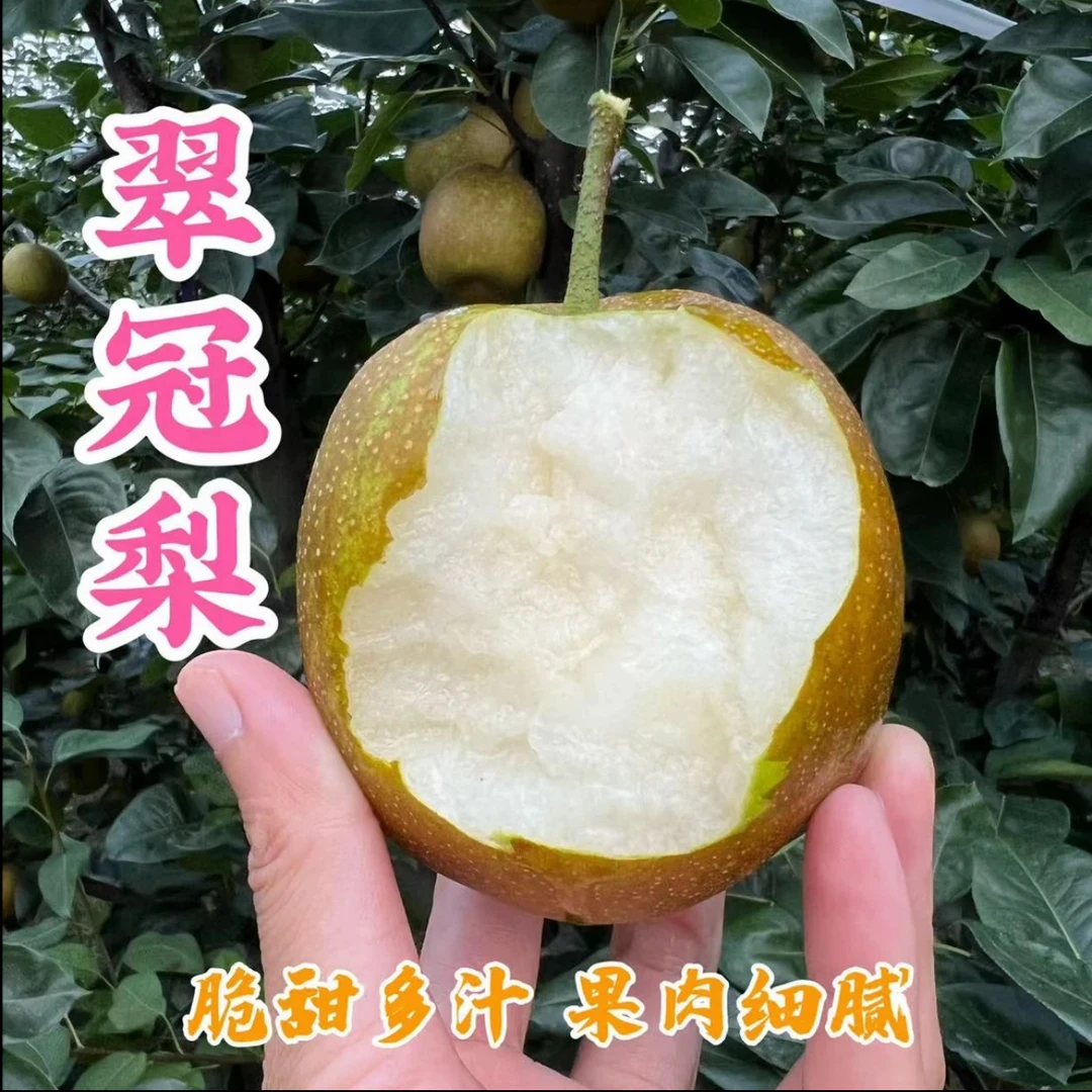 湖北百里洲砂梨翠冠梨 现摘新鲜应季水果脆甜多汁细腻无渣梨子