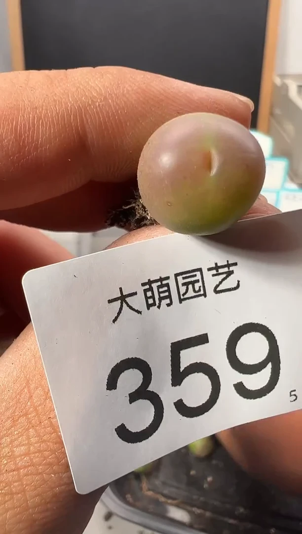 【闪购商品】++++359