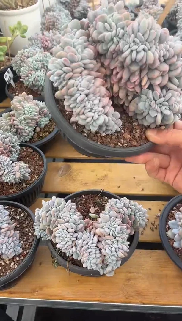 粉兔缀化